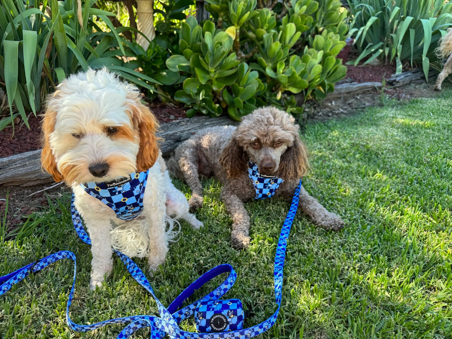 Customer photo review of HARNESS ADJUSTABLE - TRUE BLUEY