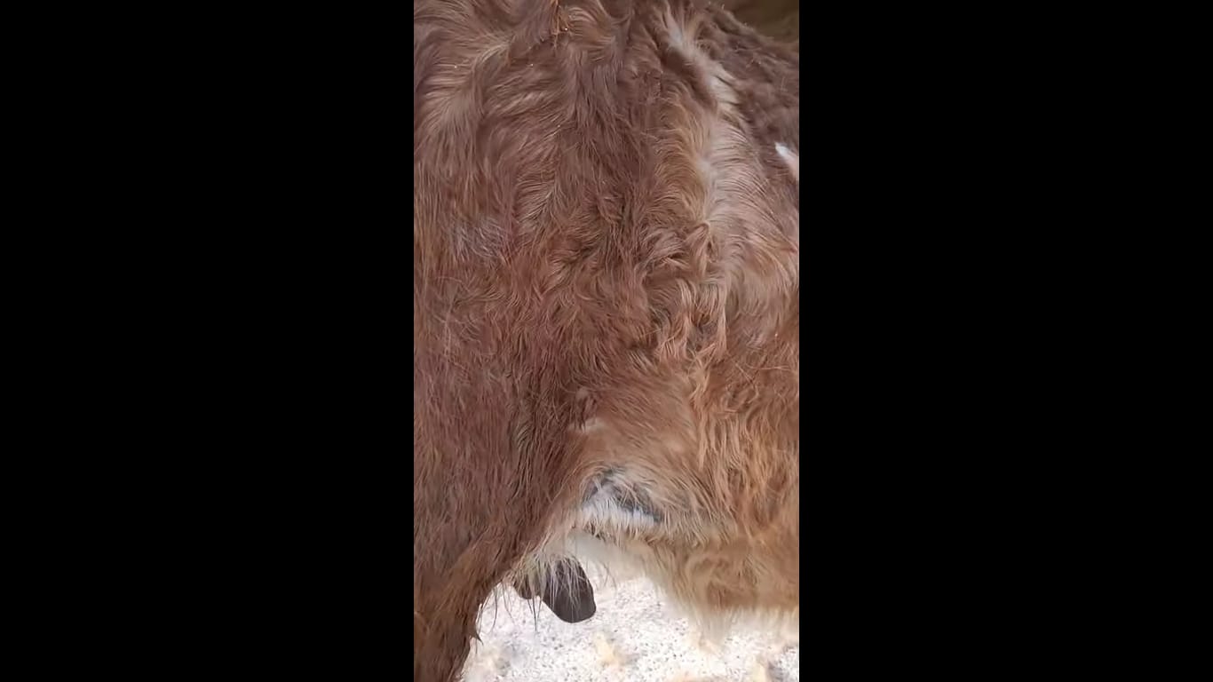 Customer photo review of Horse Skin Rescue Bundle