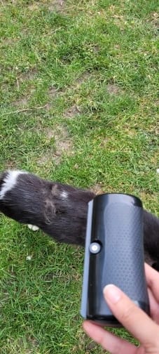 Customer photo review of PixelShop® - Pet GroomPro