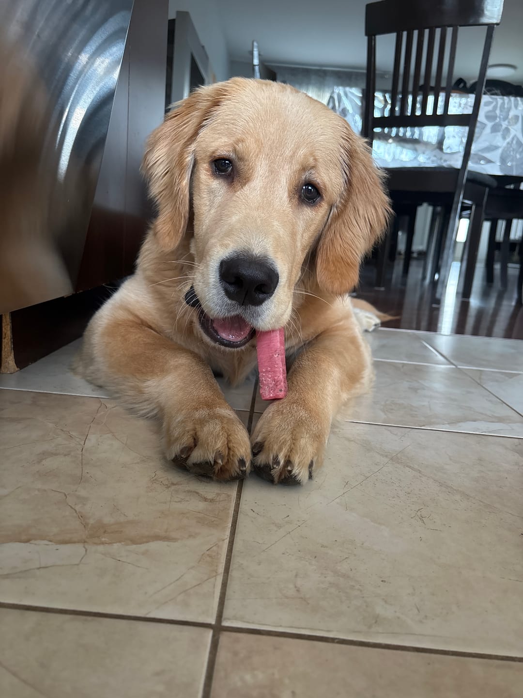 Customer photo review of Strawberry Himalayan Yak Chew (MEDIUM)