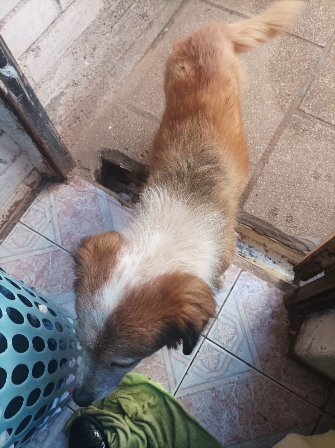 Customer photo review of Alimento Perro Adulto Toda Raza Proteína Insectos
