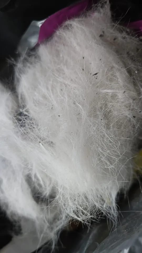 Customer photo review of PixelShop® - Pet GroomPro