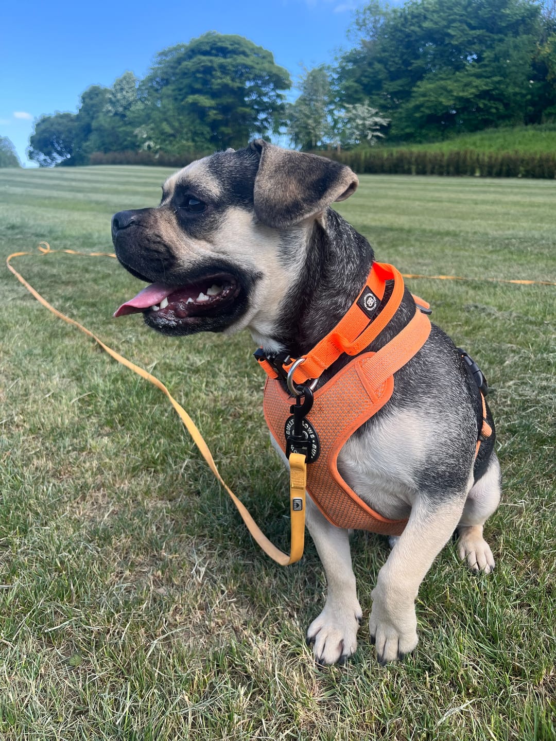 Customer photo review of 2.5cm Combat® Collar | With Handle & Rated Clip - Orange