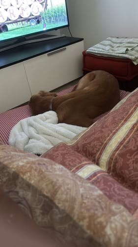 Customer photo review of Cover Materassino Sfoderabile Vichy Rosso