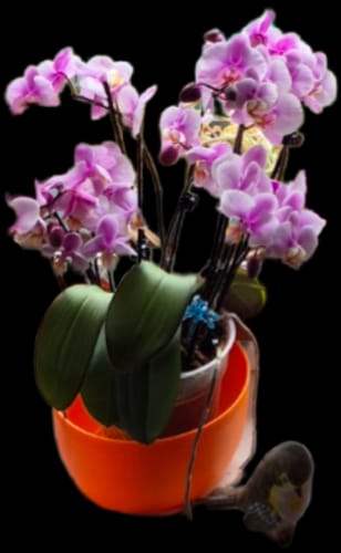 Customer photo review of Große Two of Us Roskilde mit zartrosa Blüten und 7+ Rispen