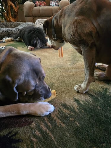 Customer photo review of Himalayan Yak Chew (MEGA)