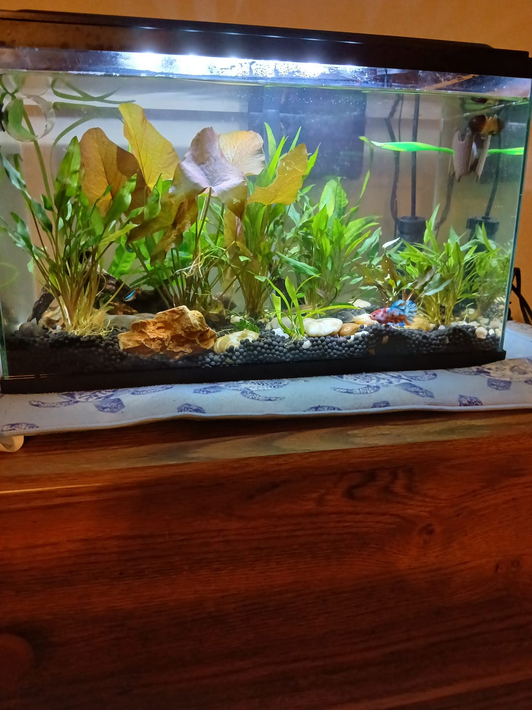Customer photo review of Cryptocoryne Lutea
