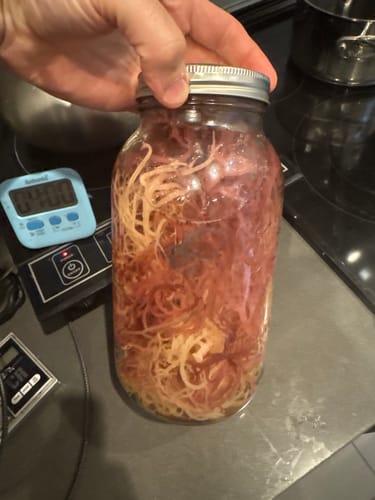 Customer photo review of Premium Full Spectrum St. Lucian Wildcrafted Raw Sun dried Sea Moss (Irish Sea Moss)