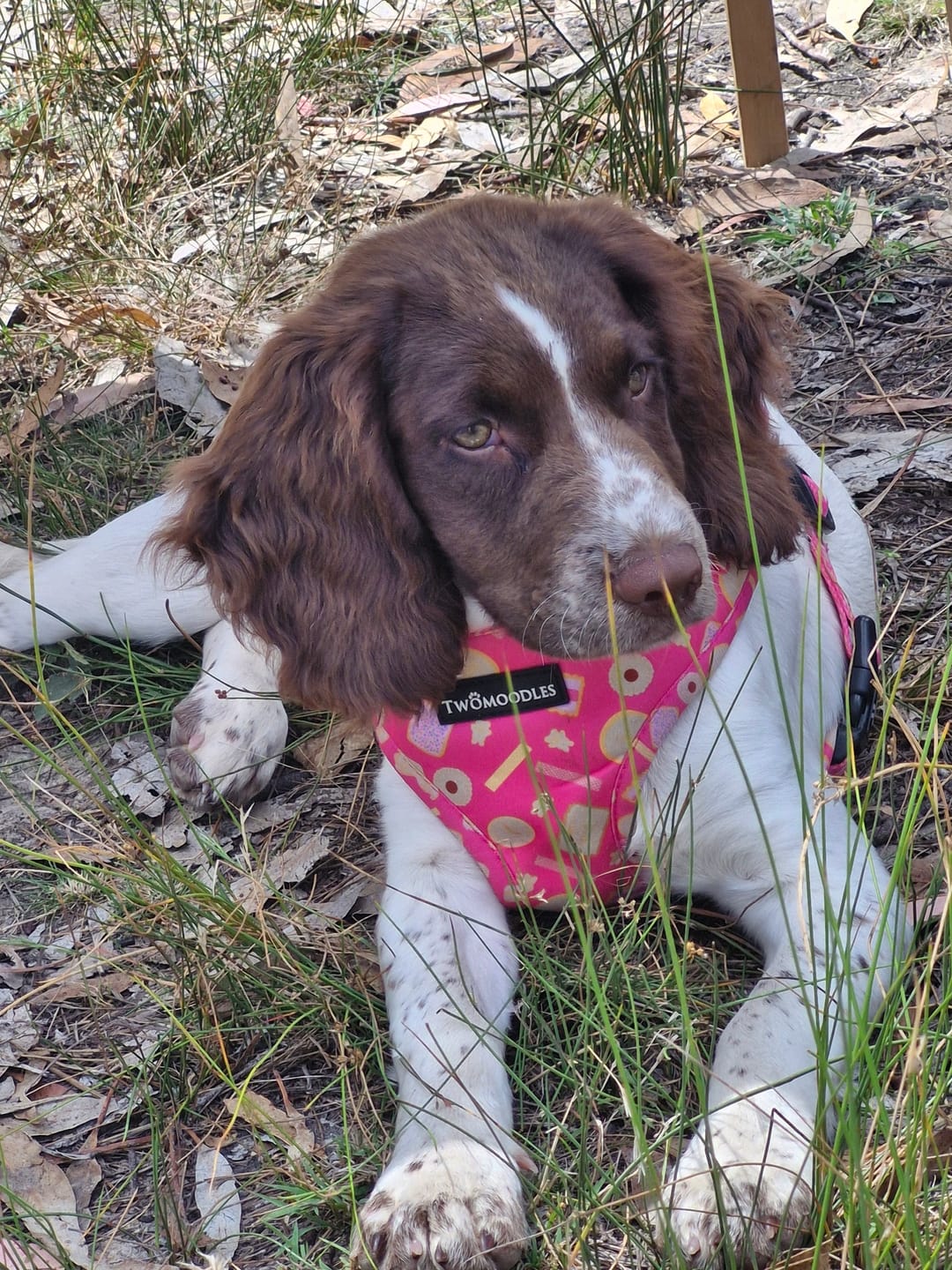Customer photo review of HARNESS ADJUSTABLE - BEACH BLUEY