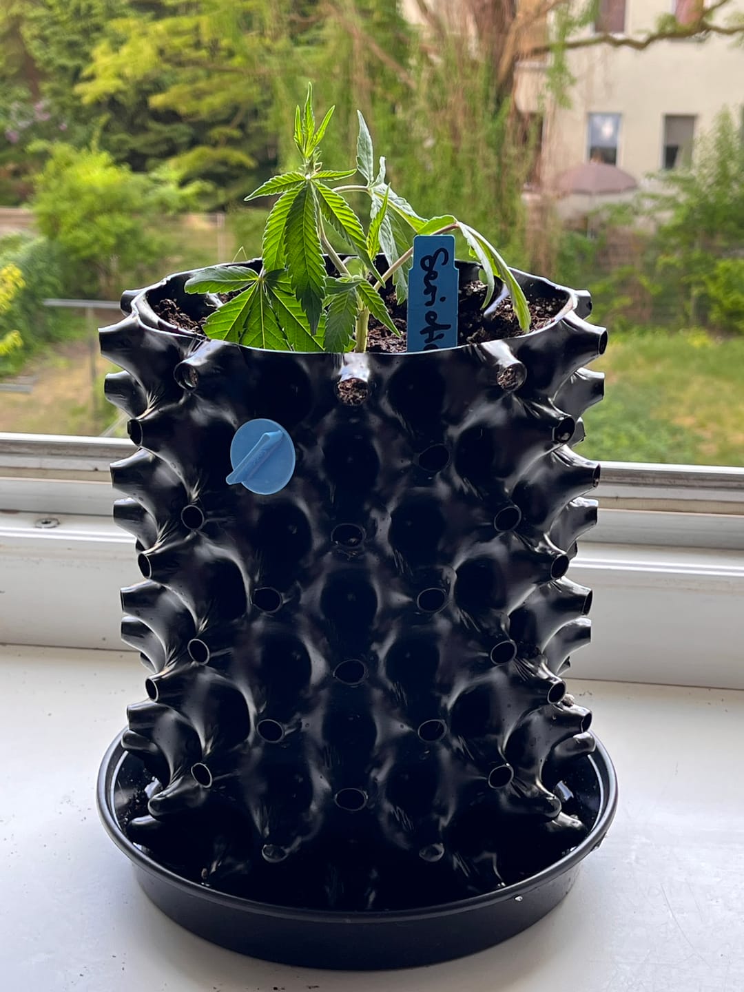 Customer photo review of Hanfsteckling | Seriotica