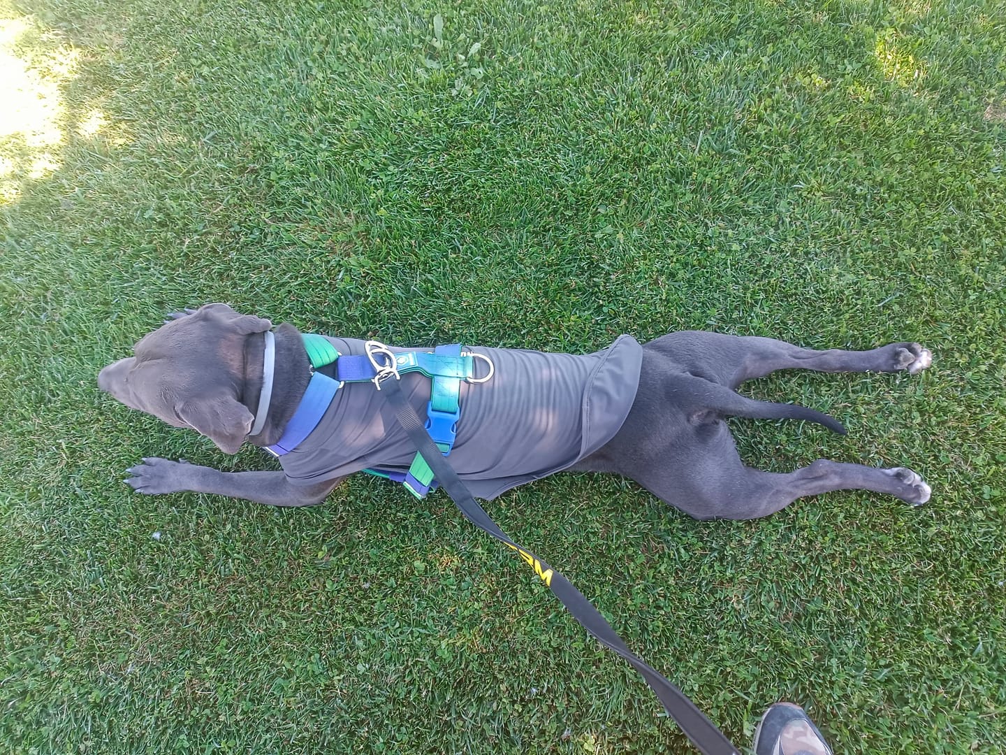 Customer photo review of Sunblock Dog T-Shirt - Dark Grey