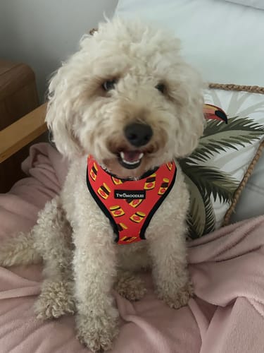 Customer photo review of TWOMOODLES HARNESS REVERSIBLE - DOGEMITE