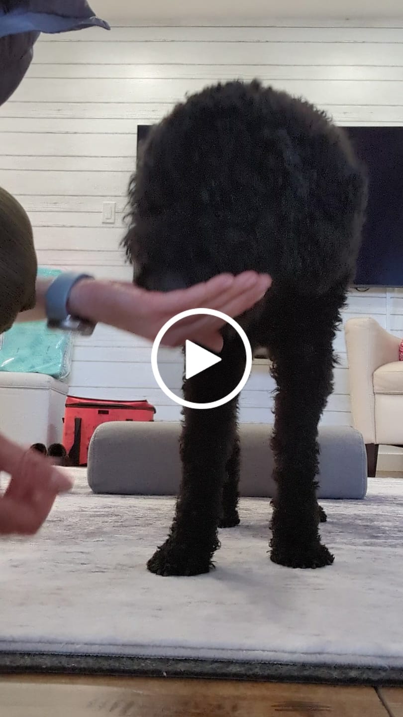 Customer video review of Farmed Insects formulas / Adult & Puppy