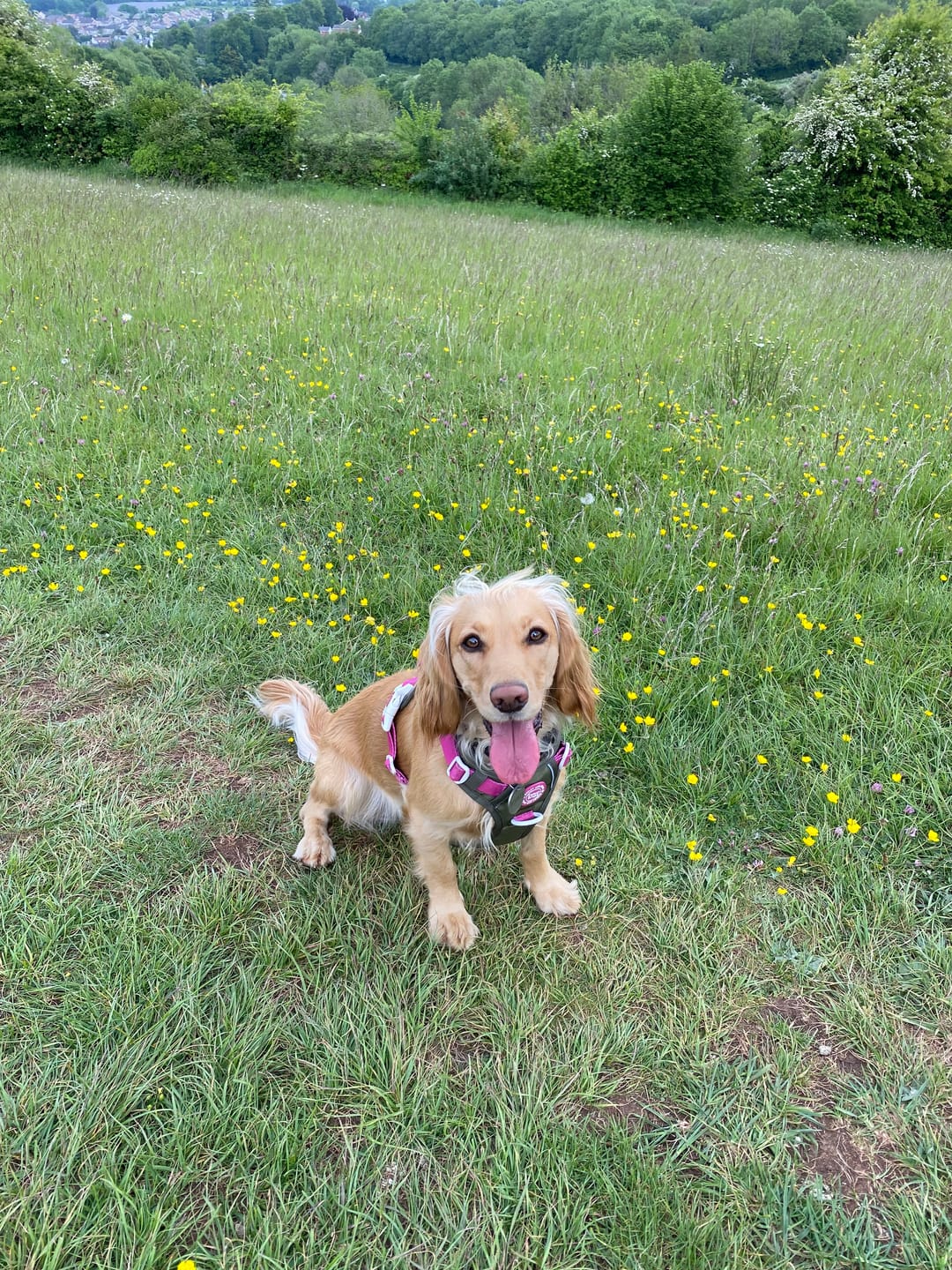 Customer photo review of Trail & Glow Dog Harness - COLOUR DROPS® - Olive it Hot