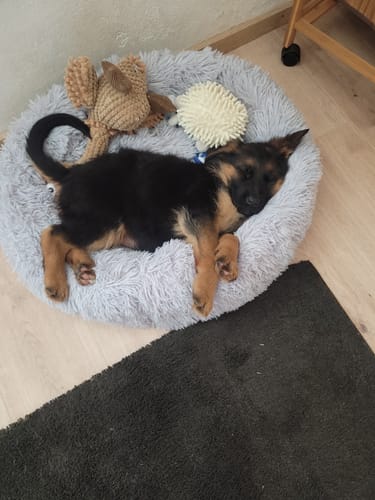 Customer photo review of Puppery Hundebett Wolke 7 - Das Original