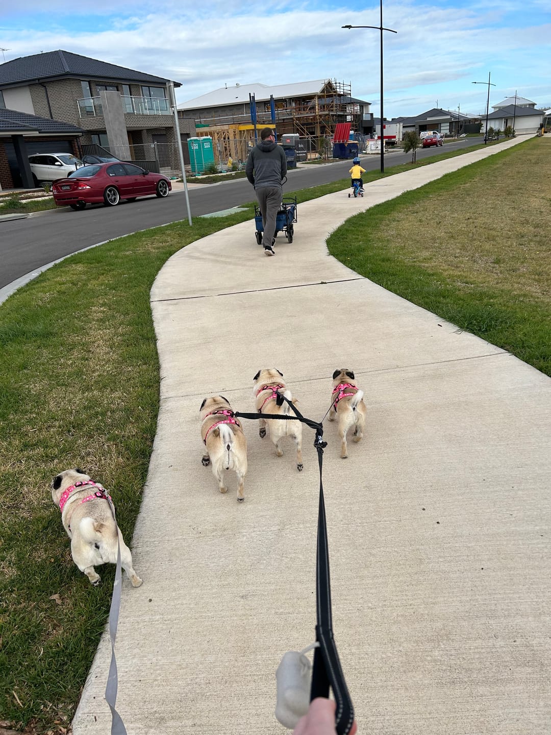 Customer photo review of HARNESS ADJUSTABLE- ARMUTTS BISCUITS