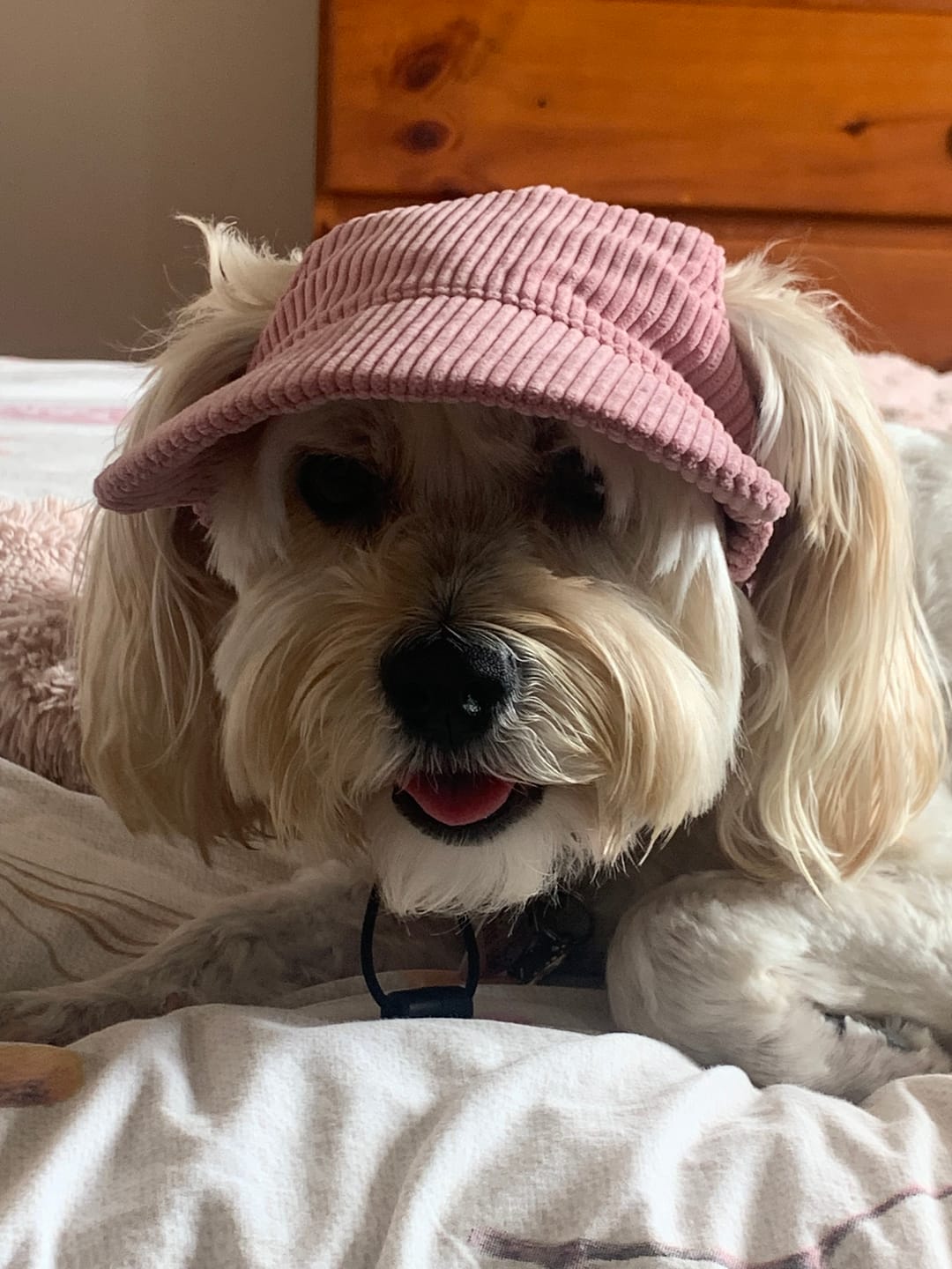 Customer photo review of DOG HATS