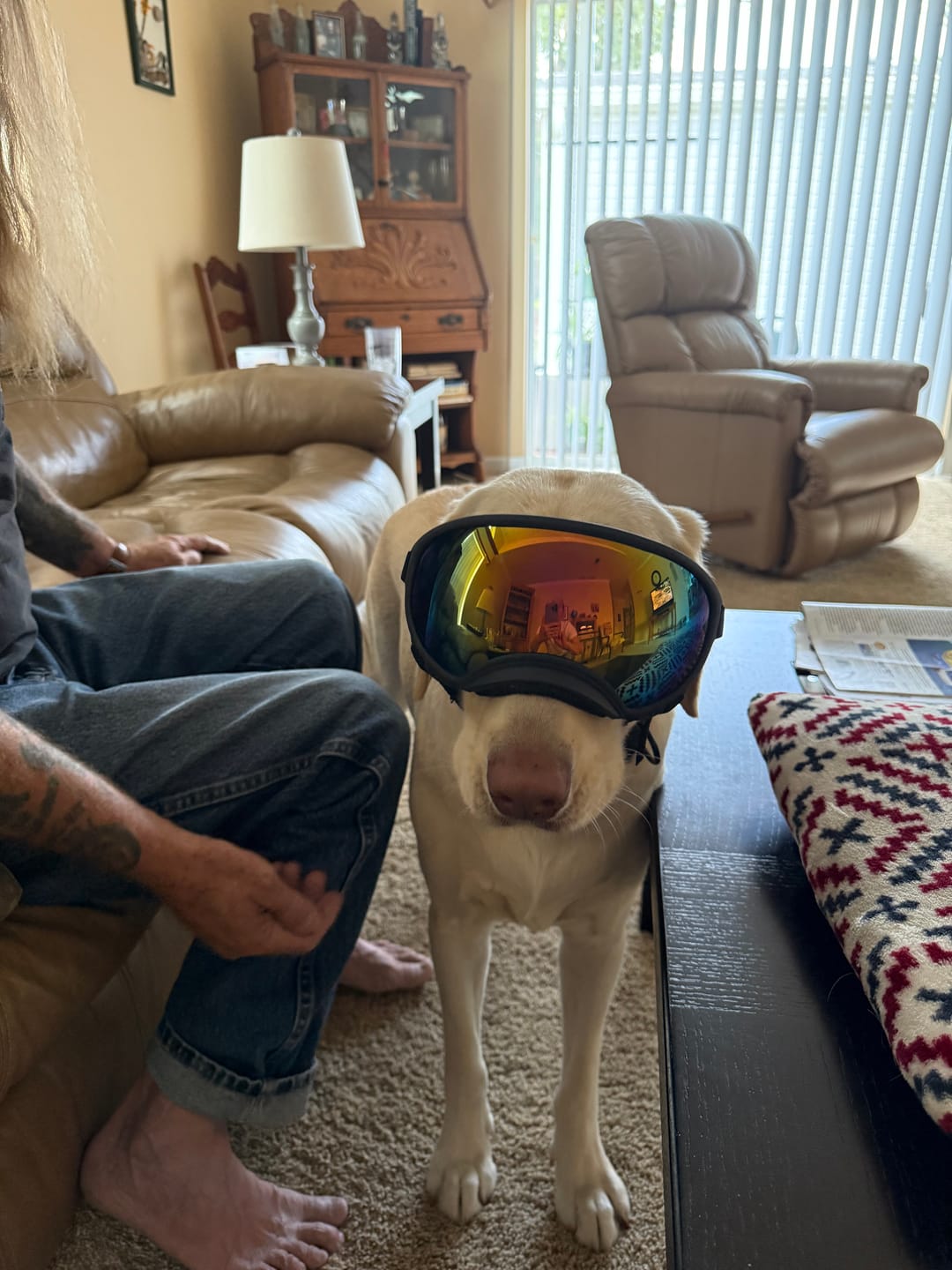 Customer photo review of Adjustable Dog Goggles (Doggles)