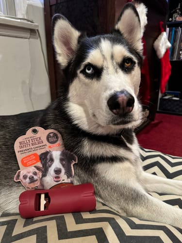 Customer photo review of 12 Inch Jumbo Bully Stick