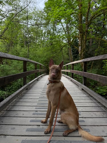 Customer photo review of Biothane Long Line with Detachable Handle