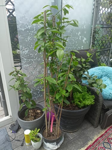 Customer photo review of Kakibaum "Rosseyanka" 130-150 cm veredelt mit Stamm / im 7-9 Lt. Topf