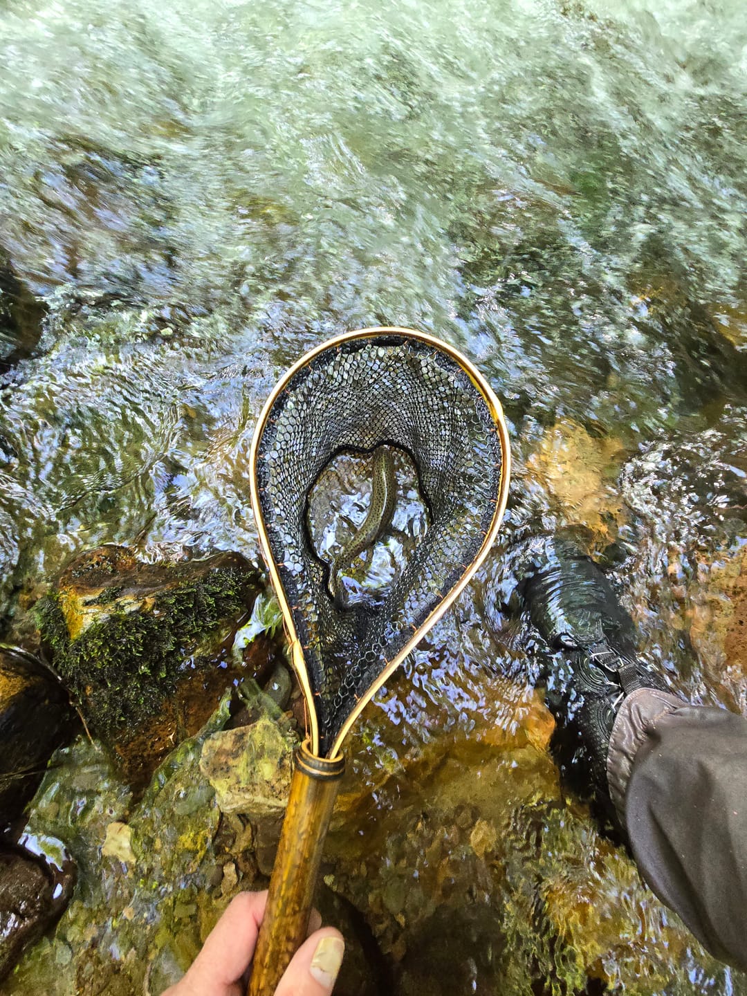 Customer photo review of Speck