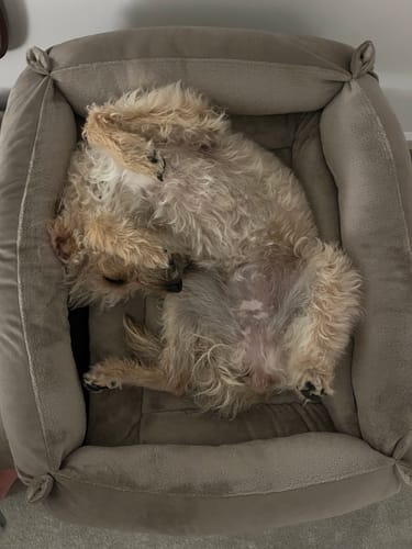 Amy B. review of Mushroom Cuddle Soft & Cedar Velvet Luxury Nest image 1 out of 2