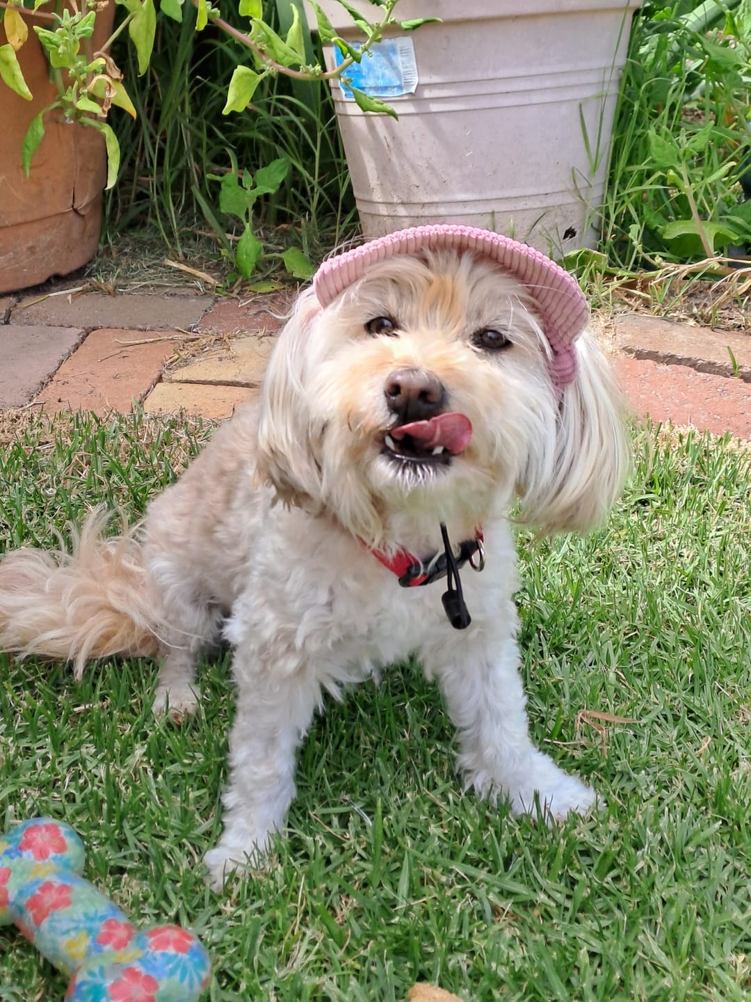 Customer photo review of DOG HATS