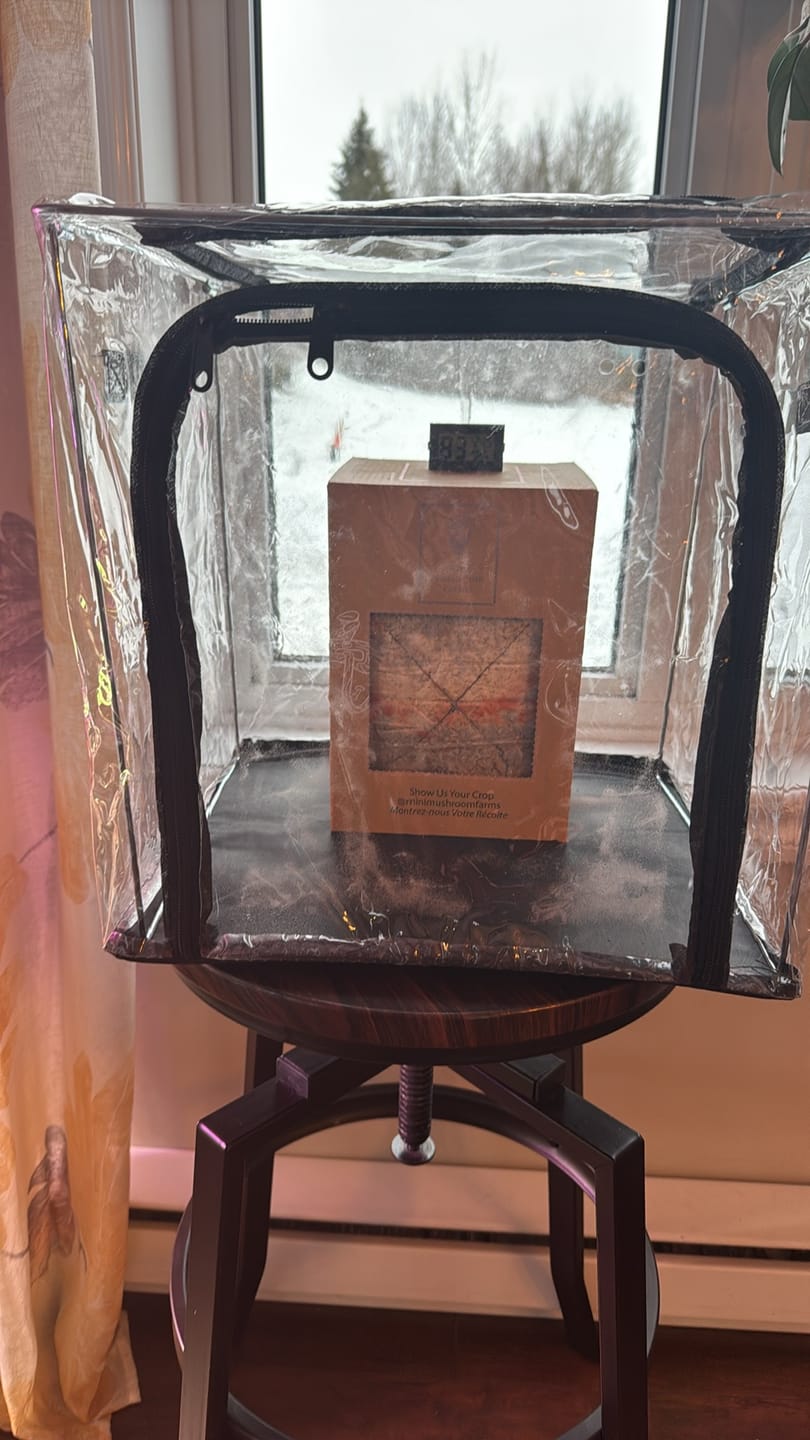 Customer photo review of Essentials Bundle Gift Set + Grow Kit
