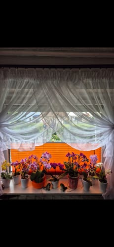 Customer photo review of Table Dance Farbmix im 6er Set mit 1 Rispe inkl. Keramik in weiß