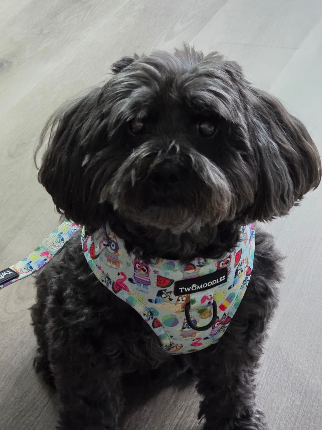 Customer photo review of HARNESS ADJUSTABLE - BEACH BLUEY