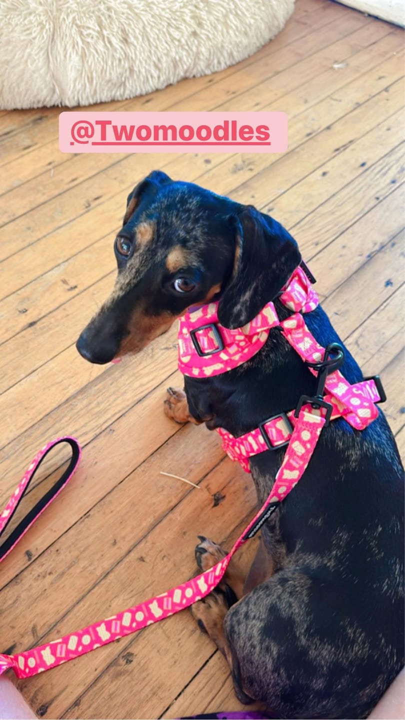 Customer photo review of HARNESS ADJUSTABLE- ARMUTTS BISCUITS