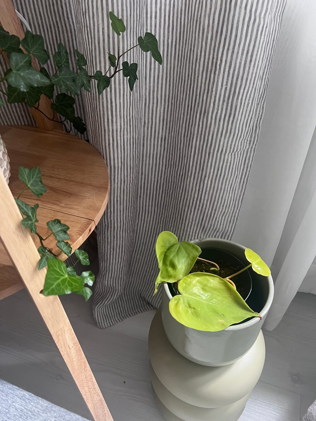 Customer photo review of PHILODENDRON HEDERACEUM LEMON LIME