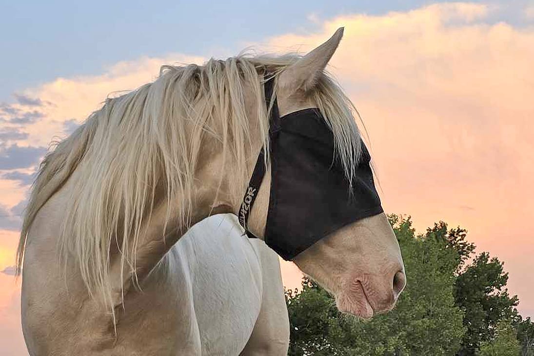 Customer photo review of EquiVizor Fly Mask - Standard