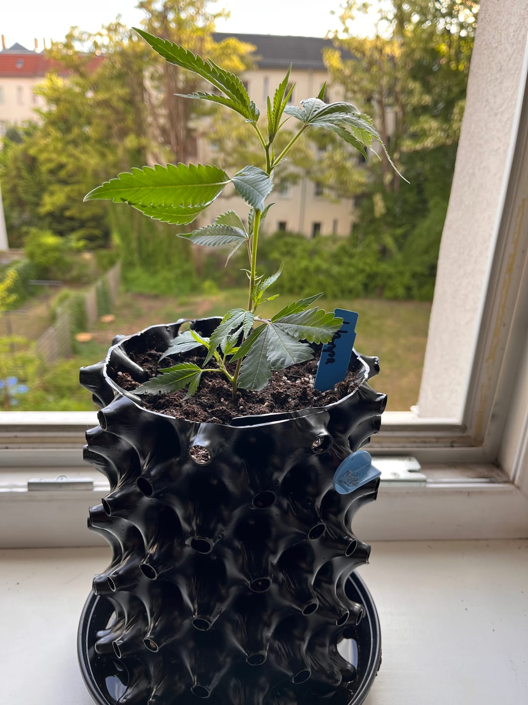 Customer photo review of Hanfstecklinge | Wappa