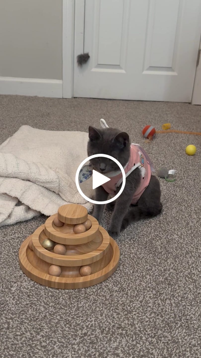 Customer video review of Blueberry Cat Collar with Charm