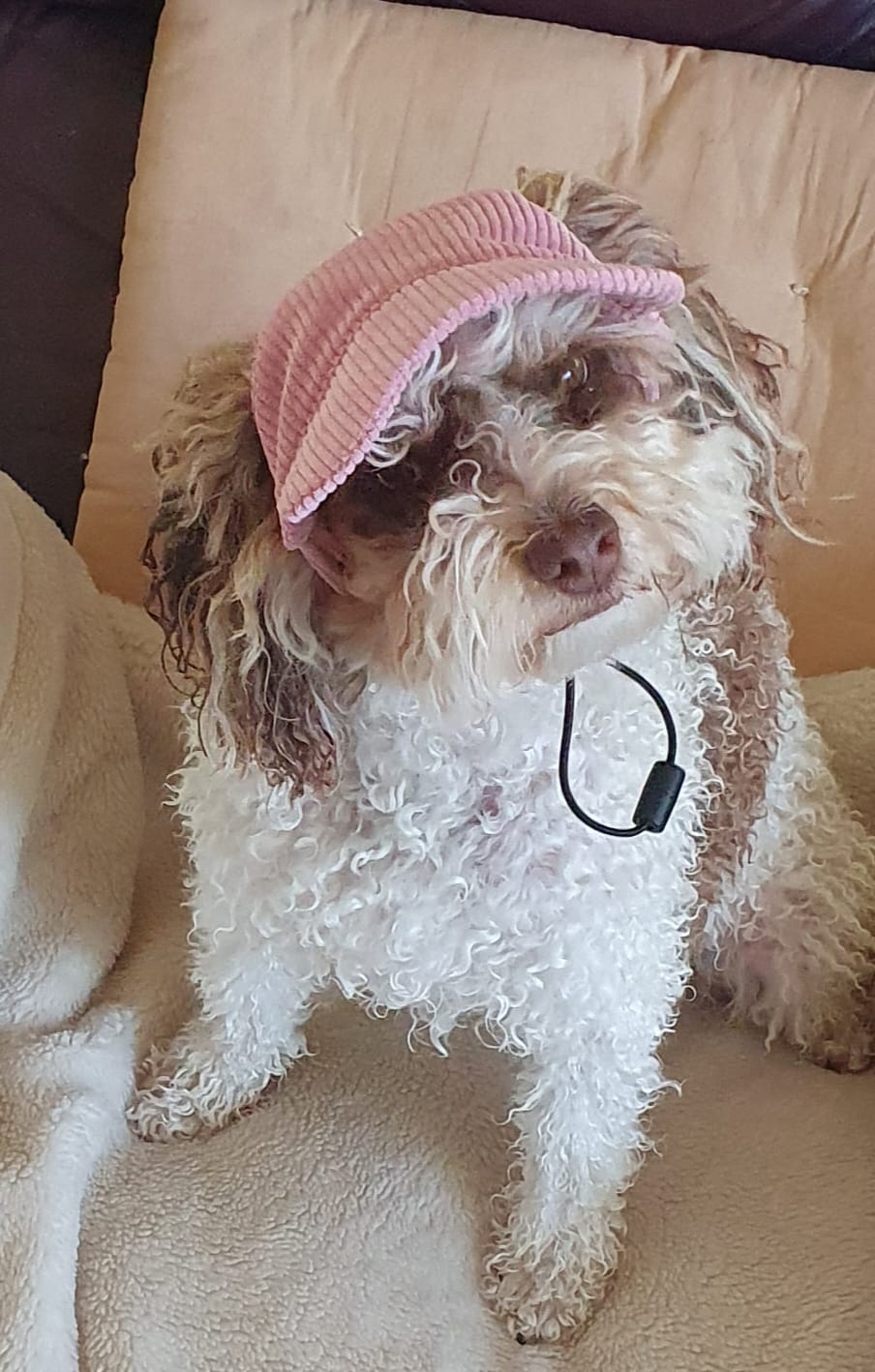 Customer photo review of DOG HATS