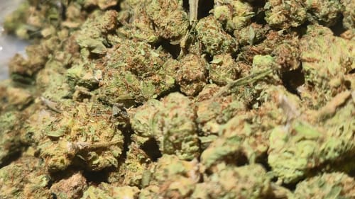 Customer photo review of Blackberry Kush - 28 Grams Littles - Indica