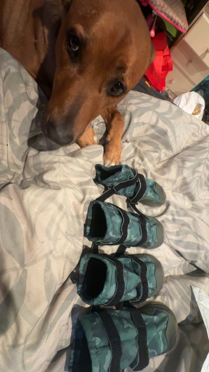 Customer photo review of Flex Shell Waterproof Dog Boots - Green Camo