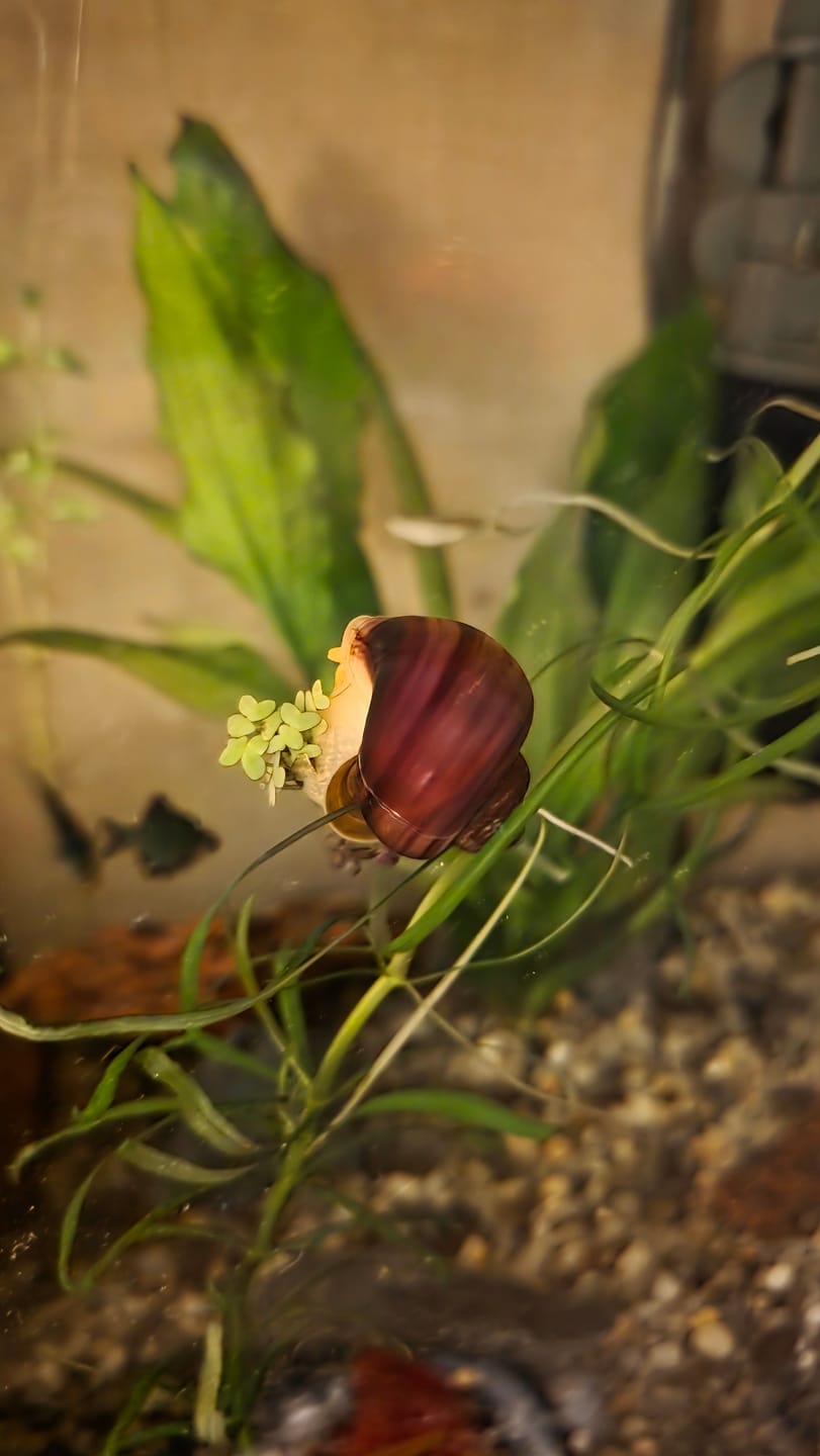 Customer photo review of Magenta Mystery Snail