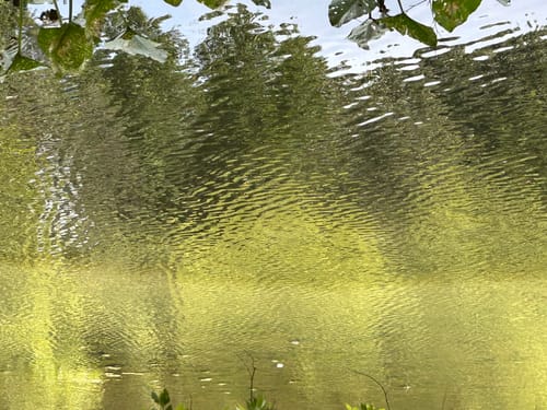 Customer photo review of Saemidori Matcha Henta