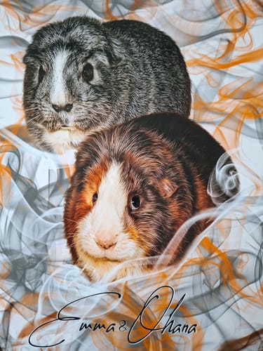 Customer photo review of Rauch Pawtrait