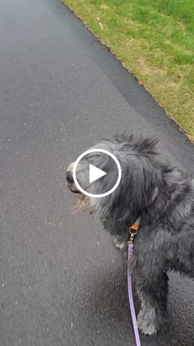 Customer video review of Biothane Traffic Handle Dog Leash