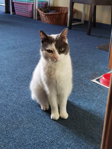 Customer photo review of Naturreines Katzenstreu