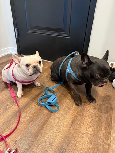 Customer photo review of Flexfly 360 4X Berry