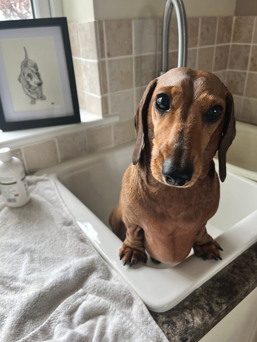 Customer photo review of Dog Shampoo