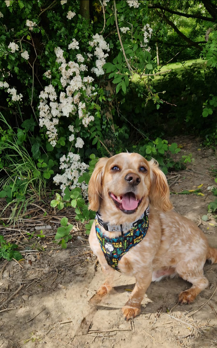 Customer photo review of Bit of a prick harness