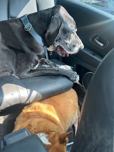 Customer photo review of Librela®