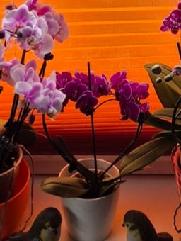 Customer photo review of Table Dance Herzform Merida mit violetten Blüten