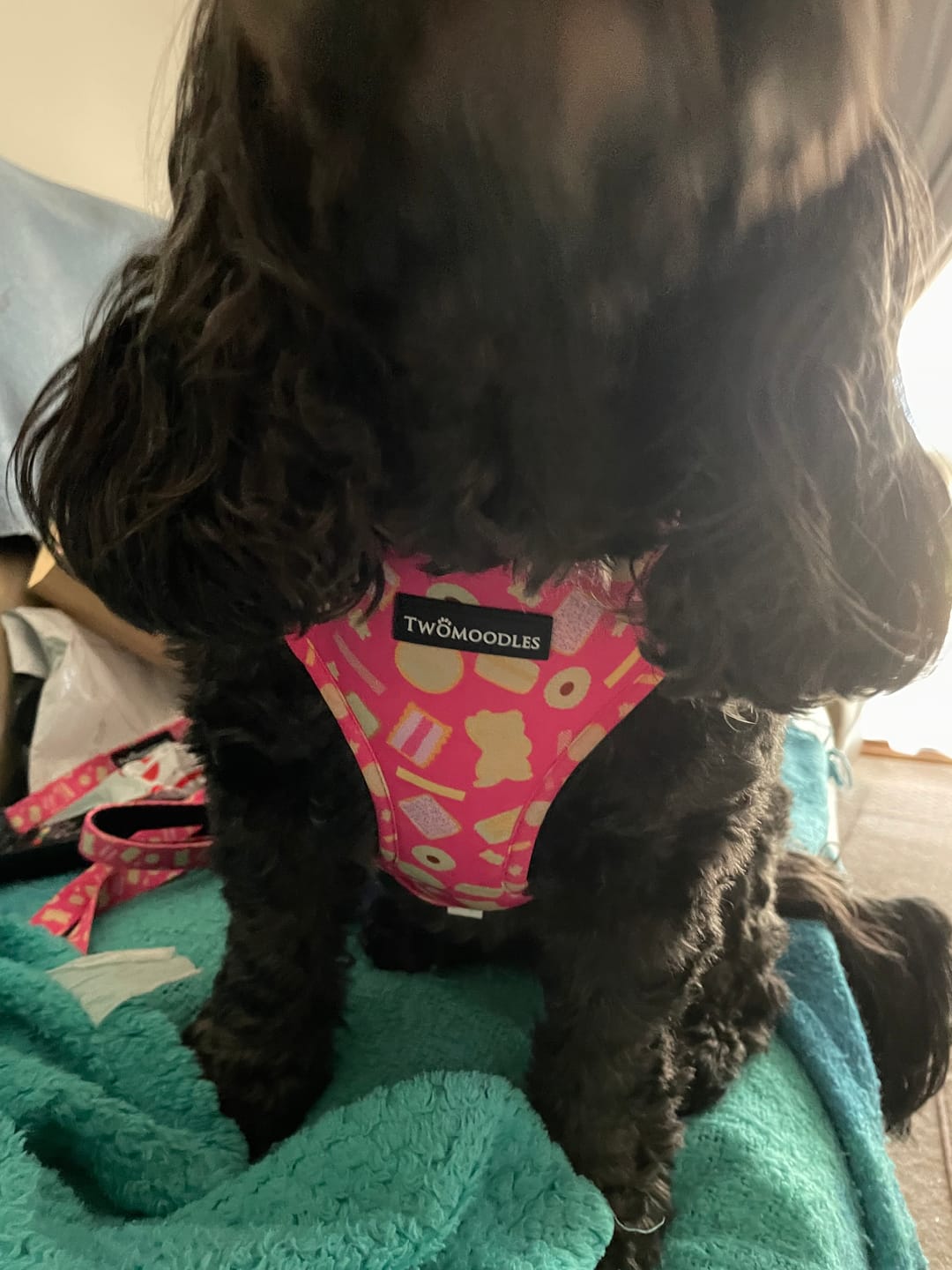 Customer photo review of HARNESS ADJUSTABLE- ARMUTTS BISCUITS